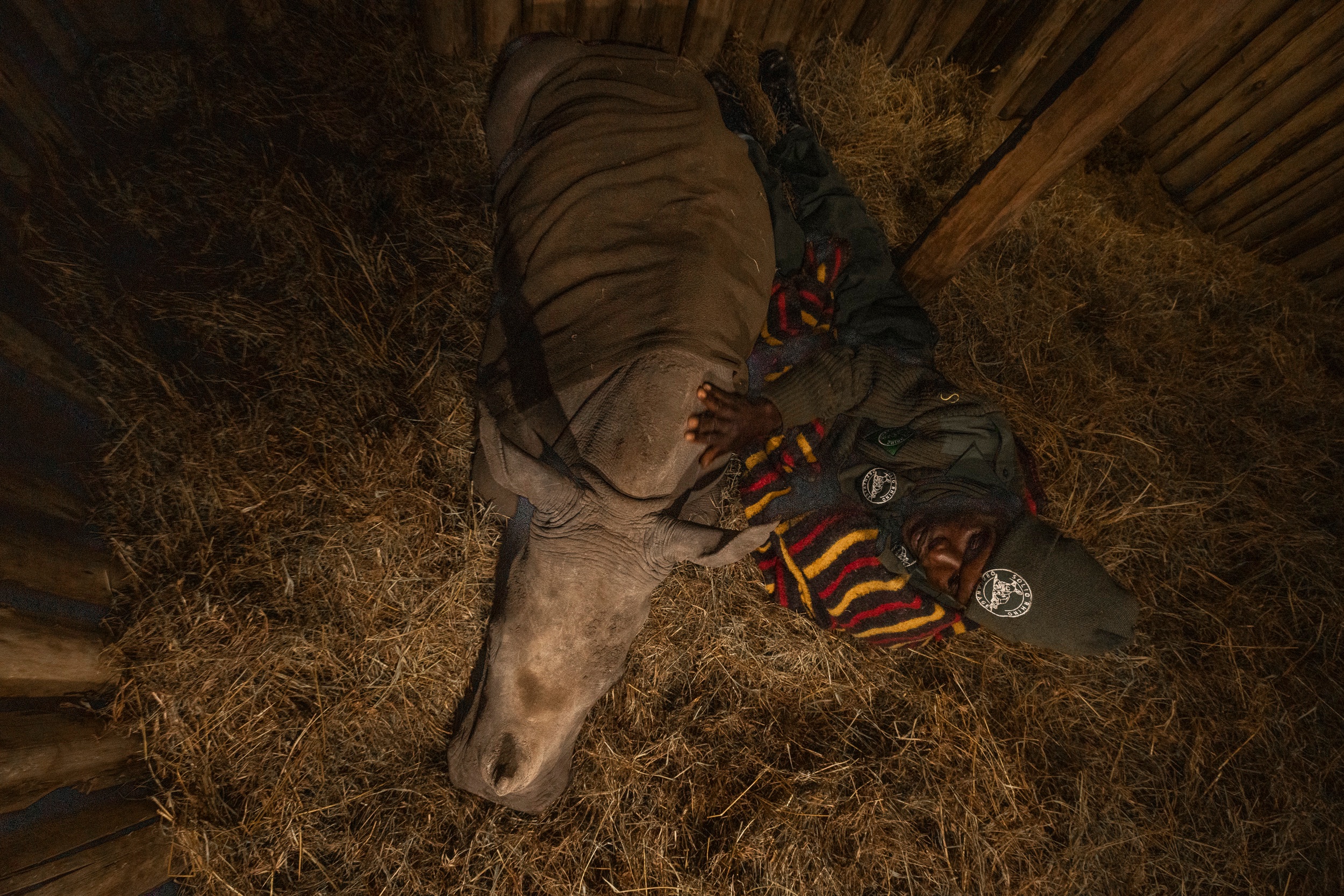 A carer beside a sleeping orphaned rhino at Solio Rhino Orphanage, Solio Game Reserve, Kenya