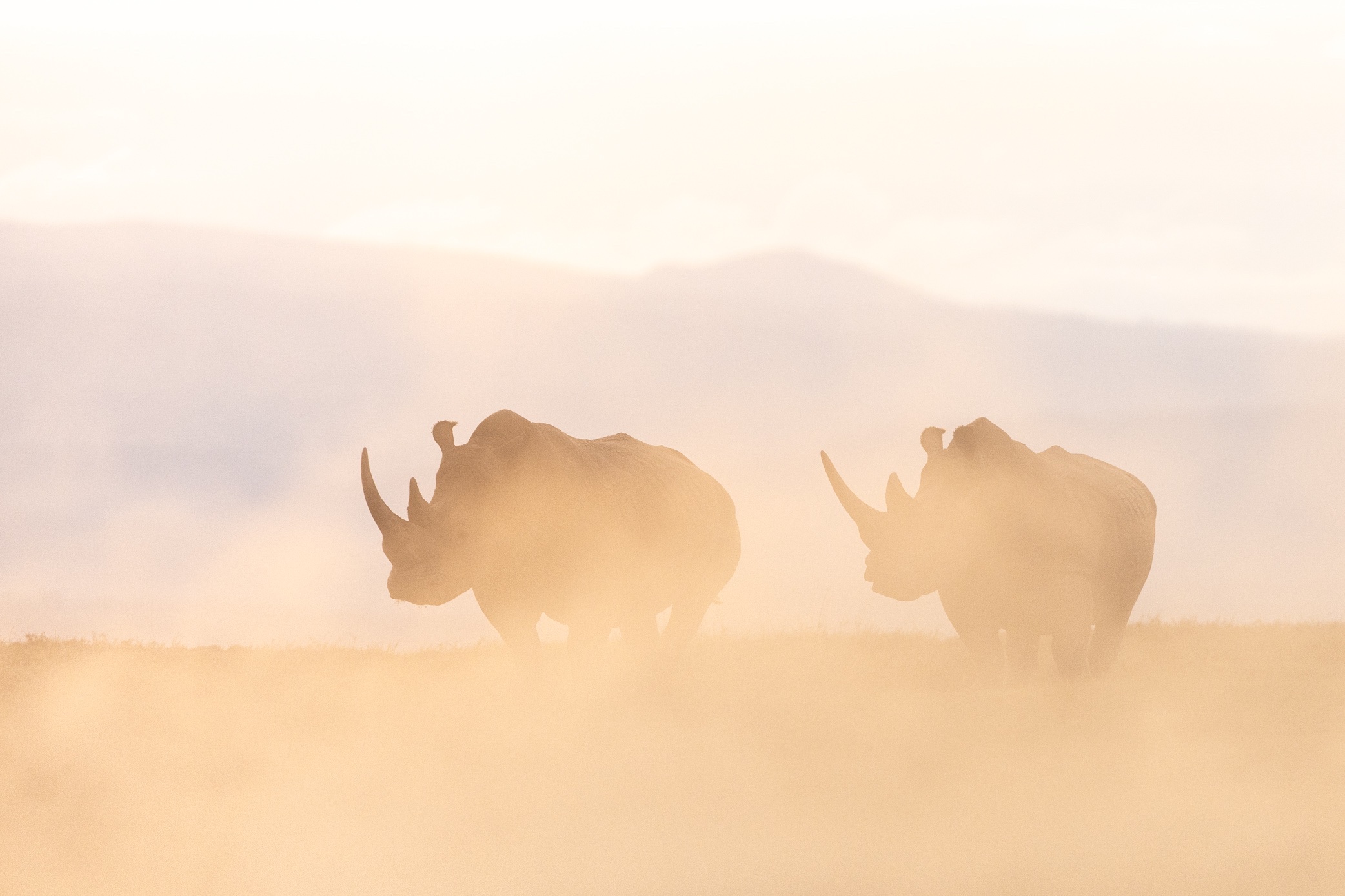 A rhino in dust at golden hour, Solio Game Reserve, Kenya
